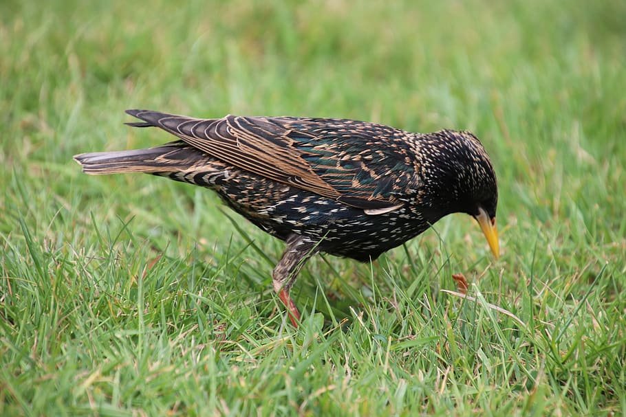 Keywords: Starling